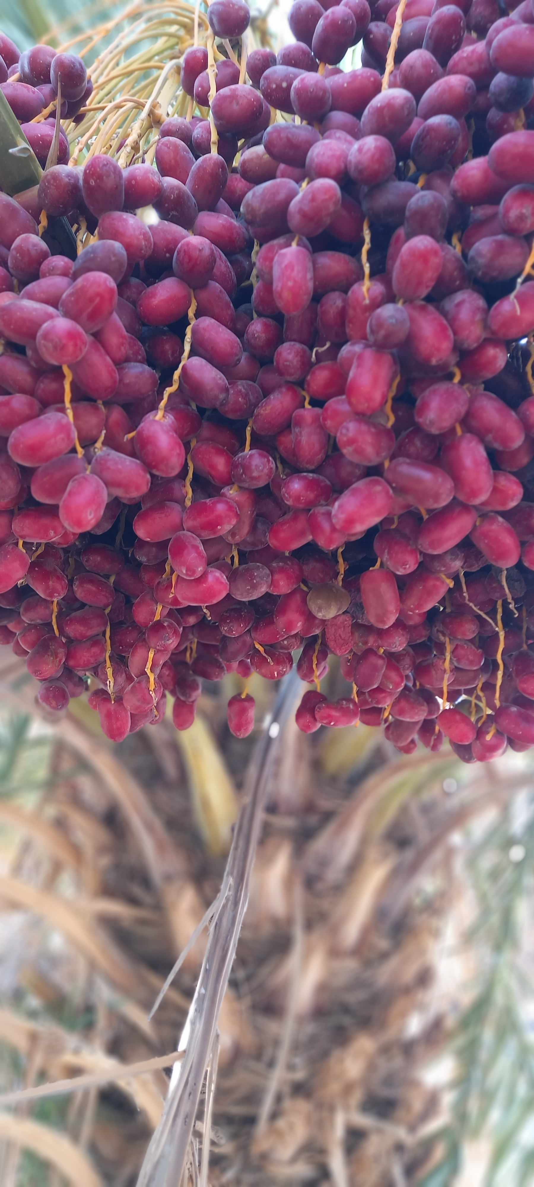 تصویر 1 از خرید‌ و قیمت‌ رطب مضافتی‌ صادراتی + فروش‌ ارزان‌